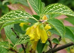 Forsythia viridissima Koreana kumson / Sárgatarka aranyvessző
